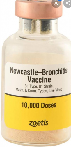 WhatsApp Image 2020-07-03 at 17.03.59 (1)